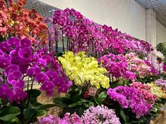 -双季花艺园艺市场(浦东店)