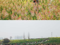 -三圣花乡旅游区