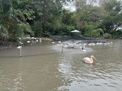 -广州长隆飞鸟乐园