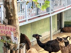 -西霞口神雕山野生动物世界