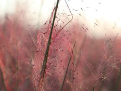 -艾溪湖湿地公园