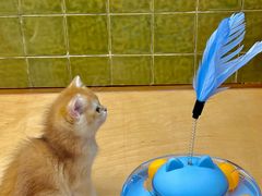 -帕帕拉兹宠物(亚洲旗舰店)