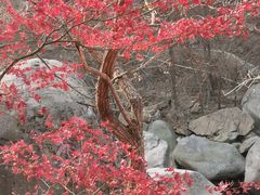 -崂山九水游览区