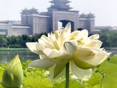 -莲花池公园