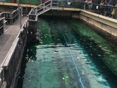 -悉尼海洋生物水族馆