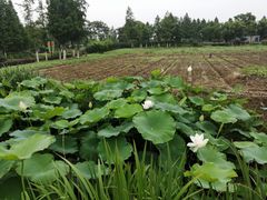 -田园东方蜜桃村的田野营地