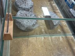 -杨招娣糕点(装驾桥巷店)