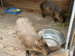 -廊坊固安福朋喜来登酒店