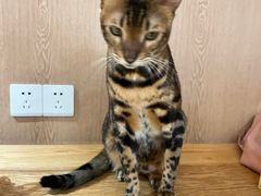 -MOCHA明星猫咖(田子坊店)