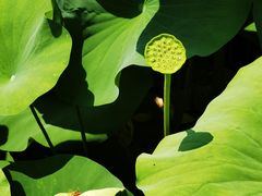 -莲花池公园