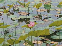 -野鸭湖国家湿地公园