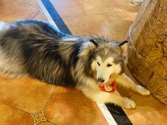 -more than meow吴止猫主题餐厅(承德 中船汇店)