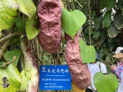 -中国科学院西双版纳热带植物园