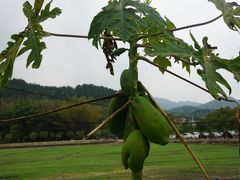 -红山村
