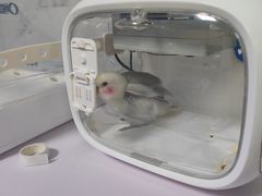 -特一安24小时宠物医院·骨科·中兽医