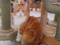 -喵园·猫主题咖啡厅·撸猫·猫咖(国贸店)