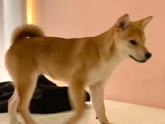 -浣熊柯尔鸭土拨鼠·电玩咖
