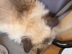 -瑞鹏宠物医院·骨科·猫科·内科(第一中心)