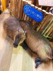 -七巧国萌宠乐园(龙湖天街店)