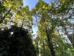 -东平国家森林公园
