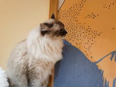 -滚猫咖啡·猫咖·猫友好撸猫(未来城店)