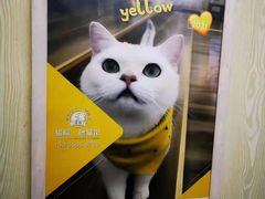 -猫腻·猫咖·撸猫馆(星光大道店)