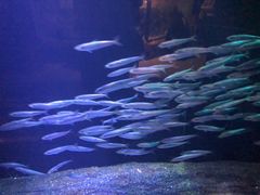 -悉尼海洋生物水族馆