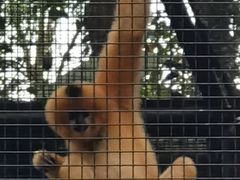 -海南热带野生动植物园