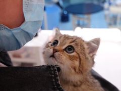 -momokira米努特·德文卷毛猫·棉花面纱犬