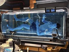 -奥兰多迪士尼动物王国乐园