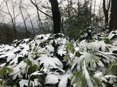 -MAMACHA妈妈茶(岳麓山店)
