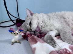 -达爱动物医院·犬猫分区·CT·复杂眼科(远洋山水分院)