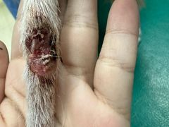 -瑞派申生动物医院·24H夜诊·国际动物医疗中心·骨外科(吴中路店)