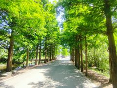-广富林郊野公园