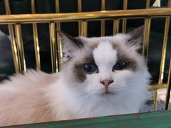 -喵喵咪呀布偶猫咖(春熙路店)