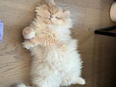 -lincat·猫舍(广州店)