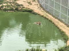 -西霞口神雕山野生动物世界