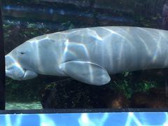 -悉尼海洋生物水族馆