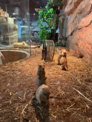 -Zoolung Zoolung动物主题公园(海信广场店)