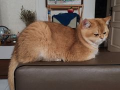 -帕帕拉兹宠物(亚洲旗舰店)