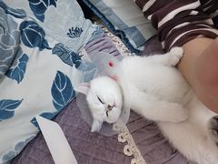 -天使宠物医院·犬猫分诊(彩虹店)