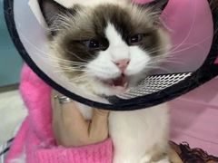 -美联众合动物医院(·中兽医·疑难杂症·严家桥分院)