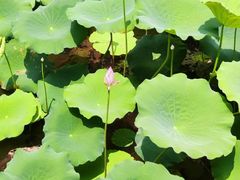 -荔湾湖公园