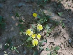 -鹫峰国家森林公园