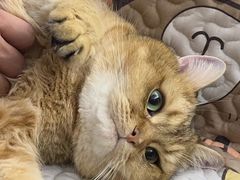 -御宝贝·A梦猫科宠物医院(国际猫友好医院)