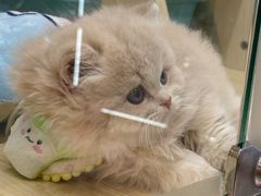 -momokira米努特·德文卷毛猫·棉花面纱犬