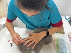 -芭比堂动物医院·24小时·眼科中心(深圳中心)