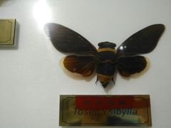 -上海昆虫博物馆