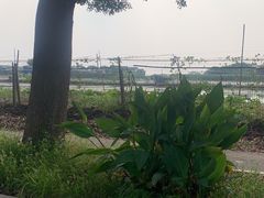 -七的湖·晚芳亭·阳澄湖农家菜·大闸蟹(莲花岛店)