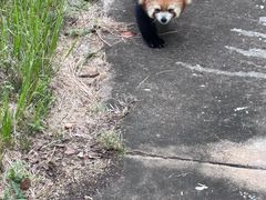 -合肥野生动物园